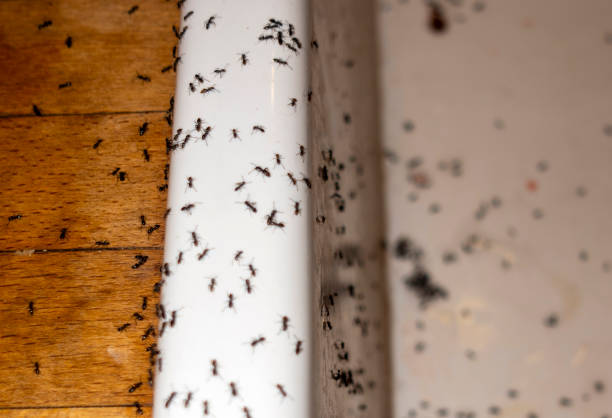 Best Pest Removal Services  in Warren, MN